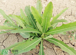 哪些人不能吃苦菜,苦菜能吃吗