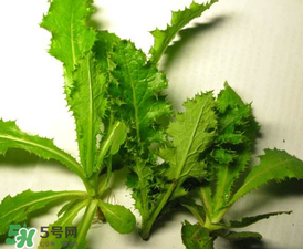 苦菜有几种图片,苦菜长什么样