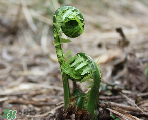 蕨菜什么时候采摘,蕨菜什么时候采摘早上还是下午