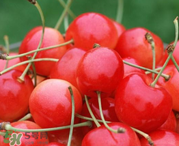 最新樱桃品种有哪些,樱桃的品种有哪些