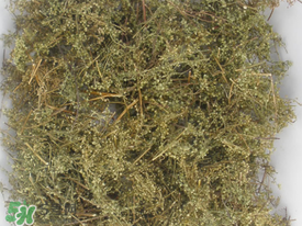 青蒿可以泡水喝吗?,青蒿泡水可以长期喝吗 青蒿可以泡水喝吗?,青蒿泡水可以长期喝吗