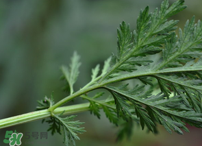 茼蒿能凉拌吗,茼蒿馓子怎么凉拌好吃