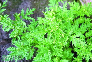 青蒿的功效和作用,茼蒿有哪些作用