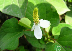 鱼腥草和什么菜不能一起吃吗,鱼腥草可以和芹菜一起吃吗