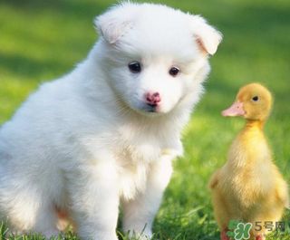 狗能吃荠菜饺子吗,狗能吃饺子吗 狗能吃荠菜饺子吗,狗能吃饺子吗