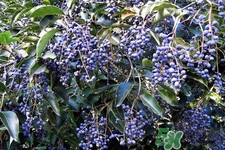 女贞子的营养价值,女贞子的营养价值和作用