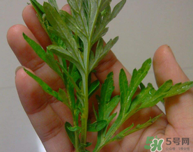 蒿子是艾叶吗,艾叶和蒿子有什么区别