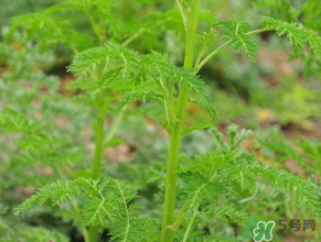 蒿子是发物吗,茼蒿是发物么