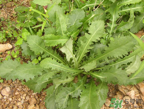 荠菜可以天天吃吗,荠菜天天吃有没有坏处 荠菜可以天天吃吗,荠菜天天吃有没有坏处