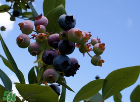 蓝莓变红了还能吃吗,蓝莓发红怎么回事?