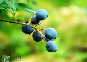 蓝莓如何食用最好,吃蓝莓对身体有什么好处