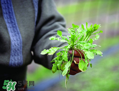 高血糖病人吃啥蔬菜比较好,糖尿病的人吃什么蔬菜好