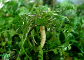 荠菜癌症患者能吃吗,什么病人荠菜不能吃