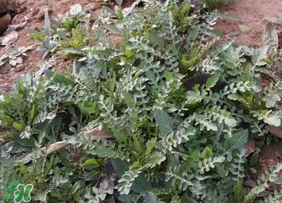 春天吃荠菜好吗,冬天吃荠菜好吗