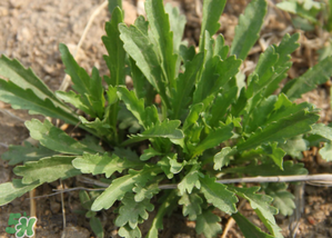 乳腺癌手术后能吃荠菜吗,甲状腺癌手术后能吃荠菜吗