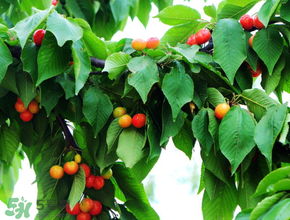 樱桃掉果怎么回事,樱桃不能掉 樱桃掉果怎么回事,樱桃不能掉