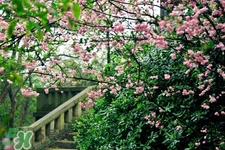 春分吃什么传统食物 节气,春分吃什么传统食物图片