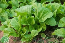 吃春菜有什么好处和坏处,春分可以吃什么食物