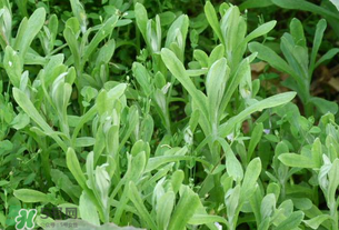 清明草可以泡茶吗,清明草晒干泡水喝的功效