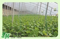 宝宝拉肚子能吃黄瓜吗,拉肚子有什么好处