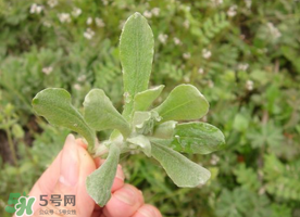 清明草晒干有什么功效,清明草晒干泡水喝的功效