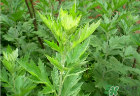 清明菜是艾草吗,清明艾草的功效和作用 清明菜是艾草吗,清明艾草的功效和作用