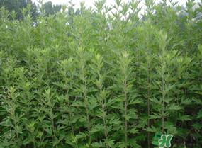 清明草和艾草一样吗,艾菜和艾草的区别 清明草和艾草一样吗,艾菜和艾草的区别