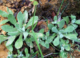 清明草的作用,清明草的功效和作用及食用方法