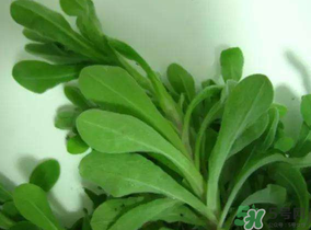 可以降血压的菜,白菜可以降血压吗