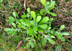 清明菜可以种植吗,清明适合种什么菜