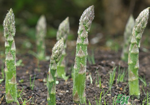芦笋什么人不能吃,芦笋什么人不能吃 吃芦笋有哪些注意事项 芦笋什么人不能吃,芦笋什么人不能吃 吃芦笋有哪些注意事项