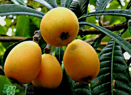 桃子和枇杷可以一起吃吗,枇杷可以和樱桃一起吃吗