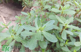 晒干的马齿苋孕妇能吃吗,野菜马齿苋孕妇能吃吗