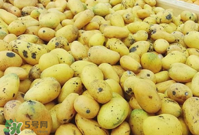 芒果烂了能吃吗,烂掉的芒果能吃吗 芒果烂了能吃吗,烂掉的芒果能吃吗