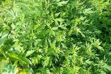 食用艾草的功效和作用,吃艾草对人有什么好处