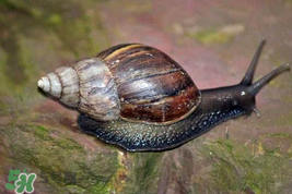 福寿螺能吃吗有毒吗,大的福寿螺能吃吗