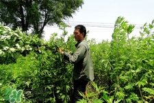 艾草的营养价值和功效,艾草的营养价值