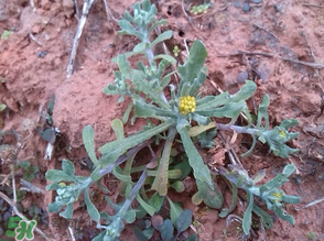 清明菜保存方法,清明菜可以冷冻保存