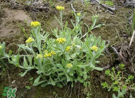 清明菜什么时候有的采,什么是清明菜