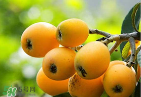 宝宝感冒可以吃枇杷吗,宝宝能不能吃枇杷