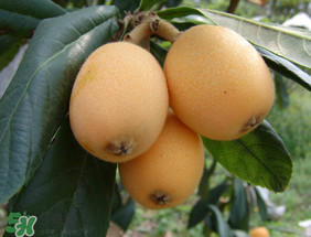 枇杷一天吃几个合适,枇杷一天吃多少个最合适