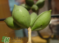 槟榔为什么会上瘾?,槟榔里有什么导致上瘾