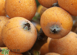 目前最好的枇杷品种,枇杷果是什么样子的