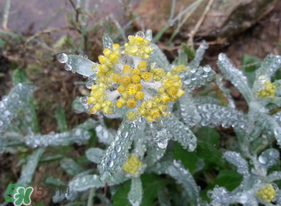 清明菜是什么菜,清明菜是什么菜图片