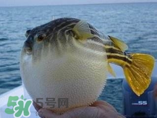 河豚哪里有毒怎么吃,河豚哪里有毒为什么还有人吃