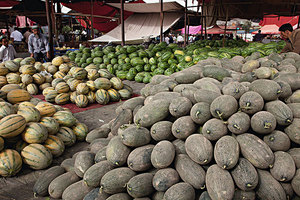 哈密瓜的作用和功效,哈密瓜的介绍