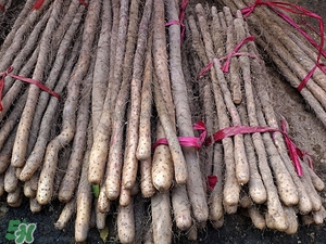 真正的铁棍山药,铁棍山药