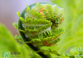 蕨菜怎么做法,蕨菜的做菜方法