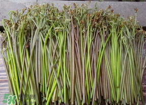 什么是蕨菜?蕨菜长什么样子?,蕨菜长什么样子