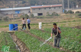 土豆多长时间浇水一次?土豆几天浇一次水?,土豆多久浇一次水合适